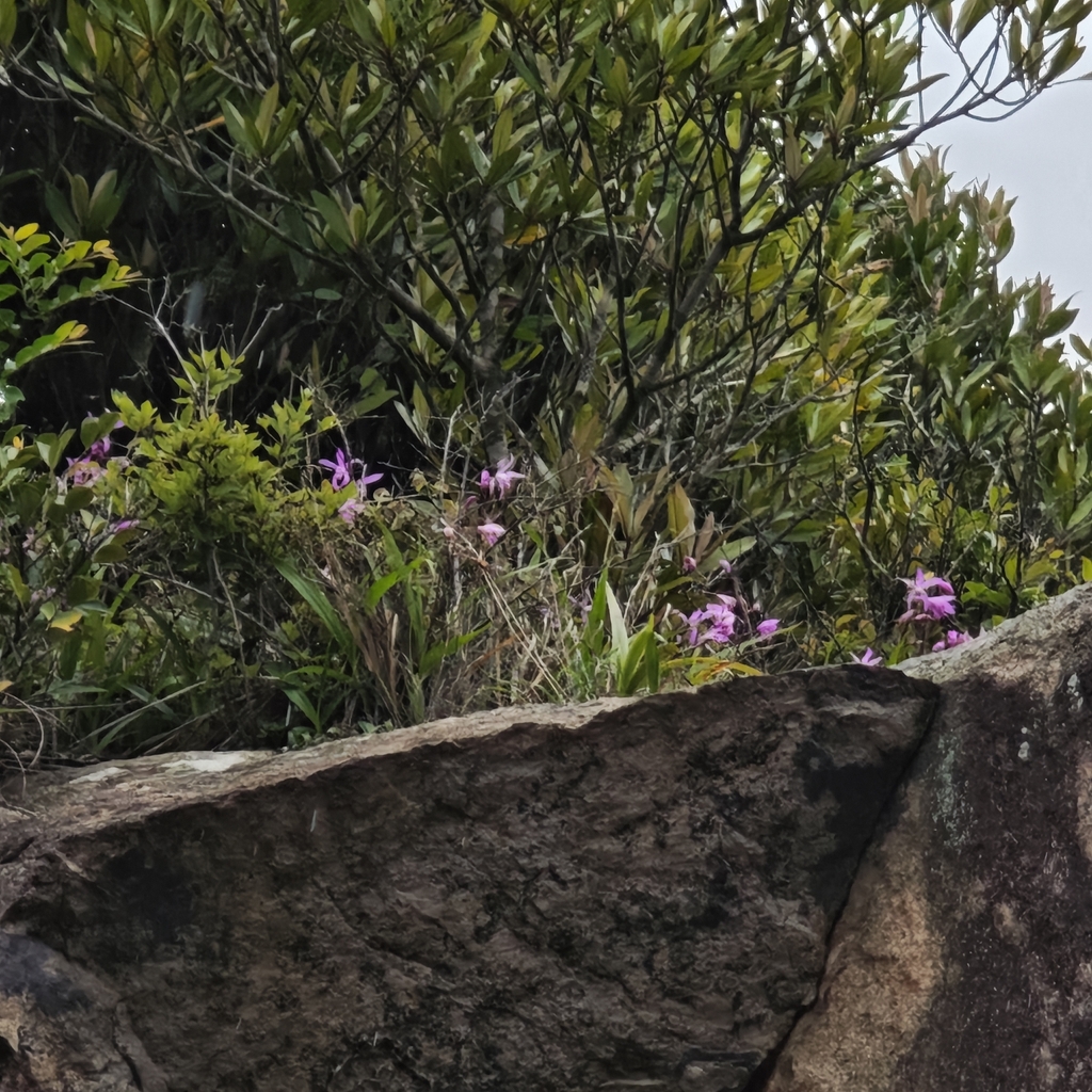 Bletilla striata, Chinese ground orchid — clumping deciduous (Orchidaceae) (image 3 of 9)