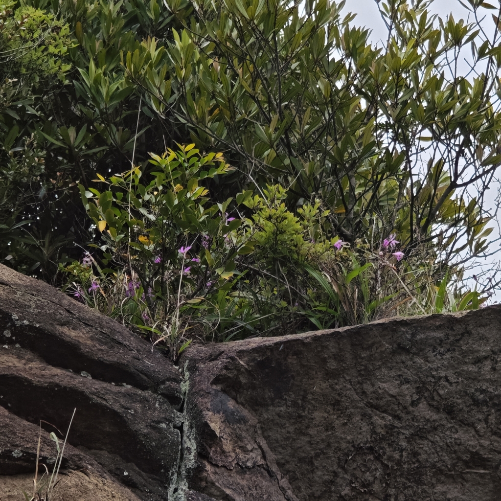 Bletilla striata, Chinese ground orchid — clumping deciduous (Orchidaceae) (image 6 of 9)