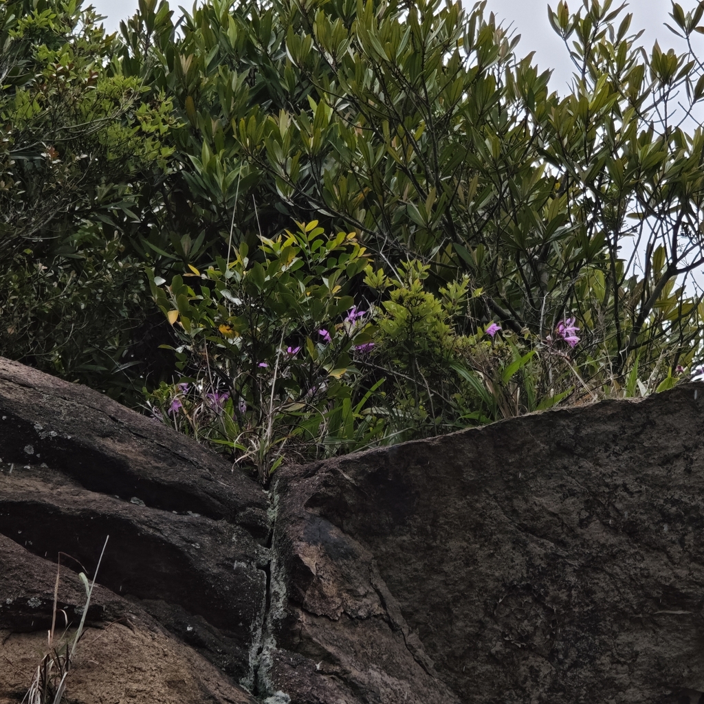 Bletilla striata, Chinese ground orchid — clumping deciduous (Orchidaceae) (image 8 of 9)