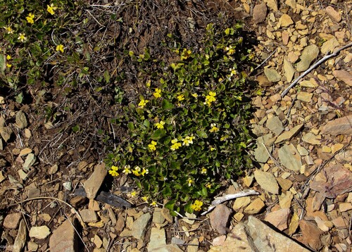 Goodenia hederacea (Ivy Goodenia)