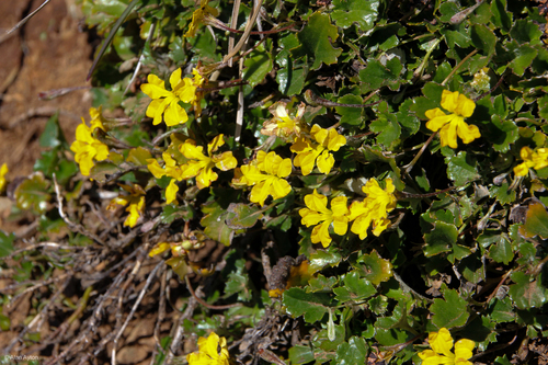 Goodenia hederacea (Ivy Goodenia) (alternate view 2)