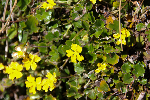 Goodenia hederacea (Ivy Goodenia) (alternate view 3)