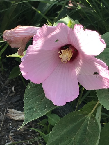 Hibiscus moscheutos (Hardy Hibiscus)