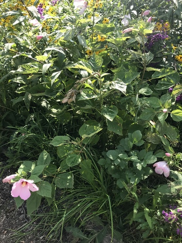 Hibiscus moscheutos (Hardy Hibiscus)