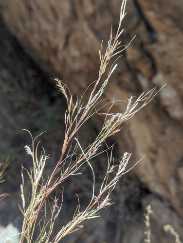 Muhlenbergia dumosa (Bamboo Muhly)
