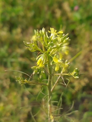 Sisymbrium altissimum (Tall Tumblemustard) (alternate view 8)