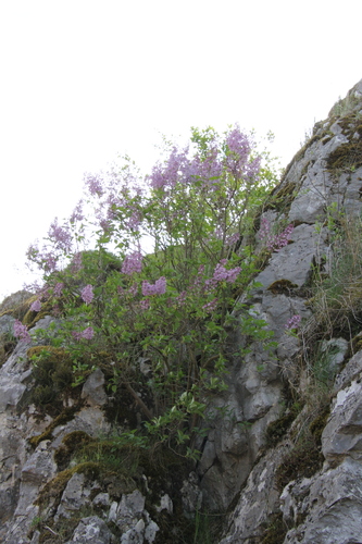 Syringa vulgaris (lilac, common lilac) (alternate view 4)