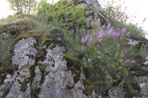 Syringa vulgaris (lilac, common lilac) (alternate view 5)