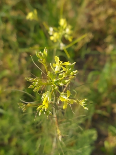Sisymbrium altissimum (Tall Tumblemustard) (alternate view 9)