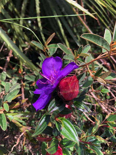 Pleroma (glory bushes and allies) (alternate view 2)
