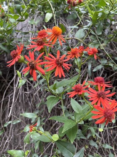 Pseudogynoxys chenopodioides (Mexican Flame Vine)