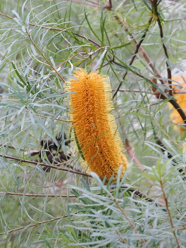 Banksia spinulosa (Hairpin Banksia) (alternate view 6)
