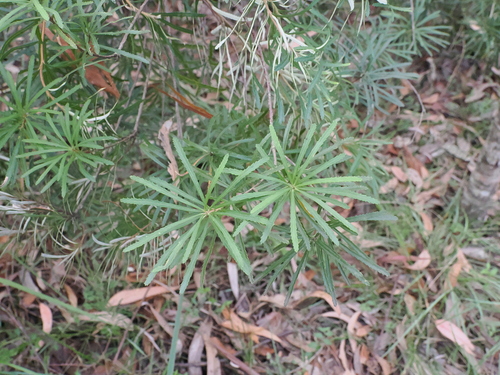 Banksia spinulosa (Hairpin Banksia) (alternate view 7)
