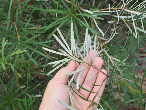 Banksia spinulosa (Hairpin Banksia) (alternate view 8)