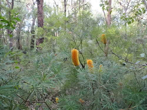 Banksia spinulosa (Hairpin Banksia) (alternate view 9)