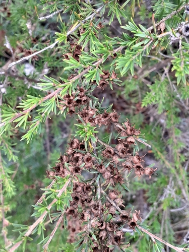 Kunzea ambigua (Butterfly Bush) (alternate view 5)
