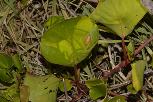 Muehlenbeckia adpressa (Climbing Lignum) (alternate view 2)