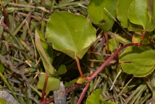 Muehlenbeckia adpressa (Climbing Lignum)