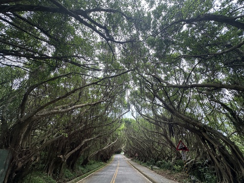 Ficus microcarpa (Ficus Ginseng)