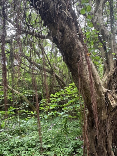 Ficus microcarpa (Ficus Ginseng)