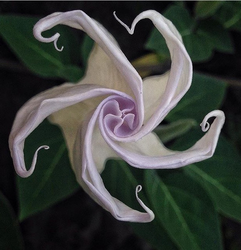 Datura (Devil's Trumpets) (alternate view 5)
