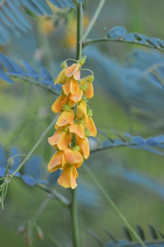 Sesbania drummondii (Rattlebush) (alternate view 6)