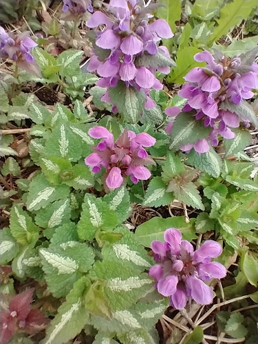 Lamium maculatum (deadnettle)