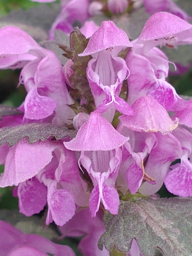 Lamium maculatum (deadnettle) (alternate view 2)