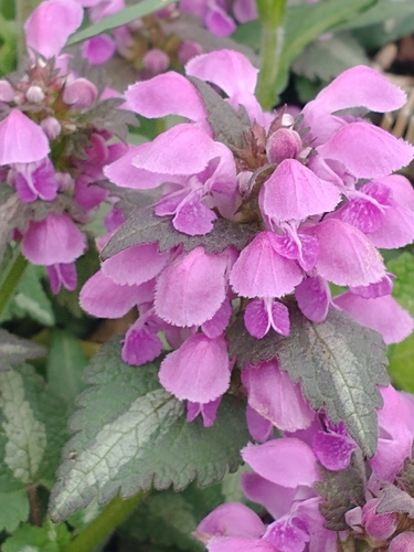 Lamium maculatum (deadnettle) (alternate view 3)
