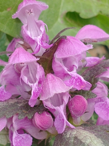 Lamium maculatum (deadnettle) (alternate view 4)