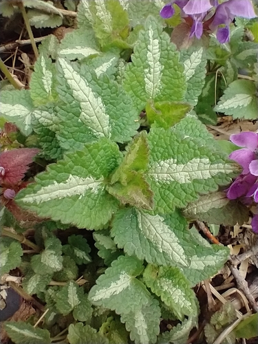 Lamium maculatum (deadnettle) (alternate view 5)