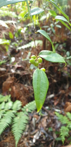 Smilax glyciphylla (Sweet Sarsaparilla) (alternate view 5)