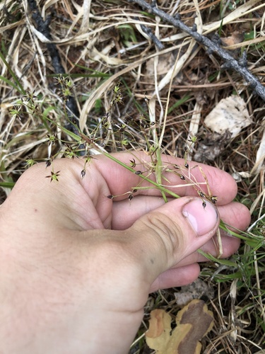 Luzula pilosa (Hairy Woodrush) (alternate view 3)