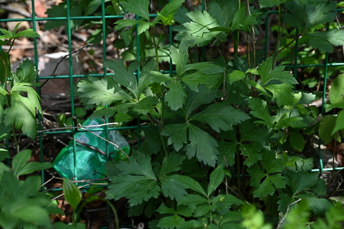 Aconitum carmichaelii (Azure Monkshood)