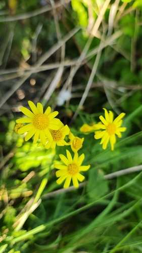 Senecio squalidus (Oxford Ragwort)