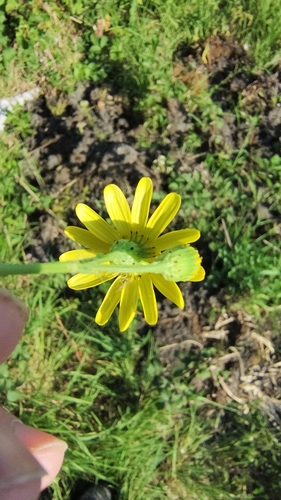 Senecio squalidus (Oxford Ragwort)