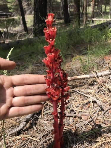 Monotropa hypopitys (pinesap)