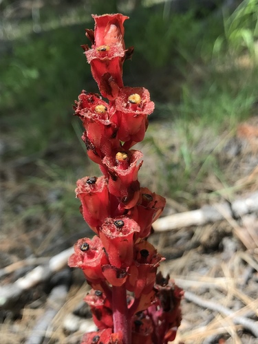 Monotropa hypopitys (pinesap)