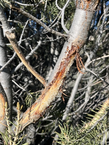 Pinus monophylla (singleleaf pinyon) (alternate view 2)