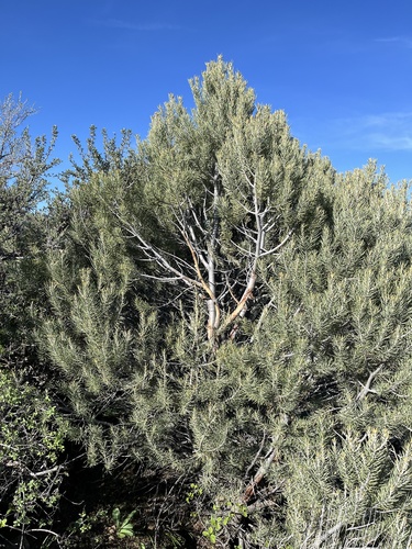 Pinus monophylla (singleleaf pinyon) (alternate view 3)