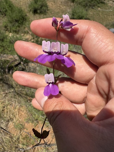 Collinsia heterophylla (Purple Chinese Houses) (alternate view 2)