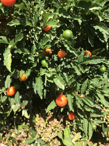 Solanum pseudocapsicum (Jerusalem cherry) (alternate view 4)