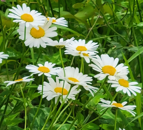 Leucanthemum maximum (max chrysanthemum)