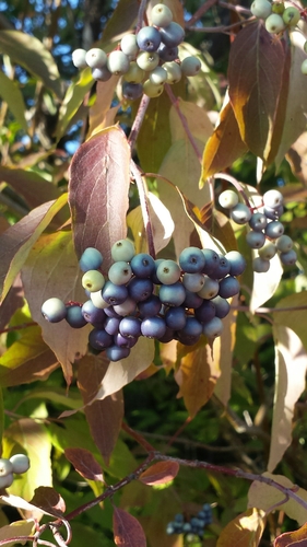 Cornus amomum (silky dogwood) (alternate view 5)