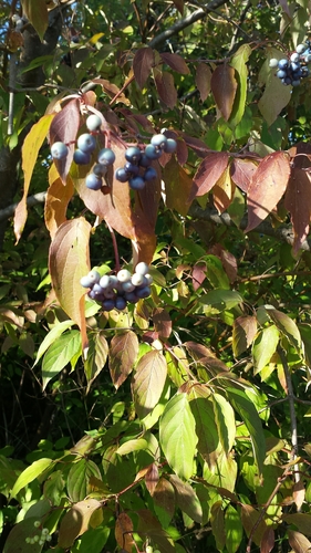 Cornus amomum (silky dogwood) (alternate view 6)
