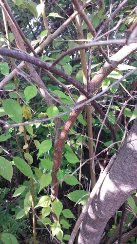 Cornus amomum (silky dogwood) (alternate view 7)