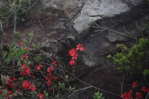 Rhododendron simsii (Indian Azalea) (alternate view 6)