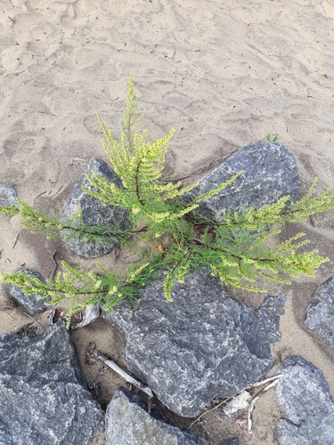 Artemisia caudata (Beach Wormwood) (alternate view 5)