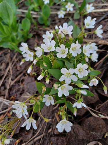 Claytonia lanceolata (Lanceleaf Springbeauty) (alternate view 3)