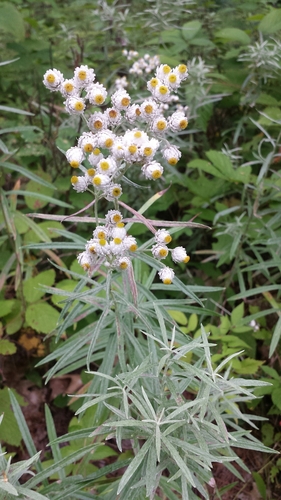 Anaphalis margaritacea (pearly everlasting)
